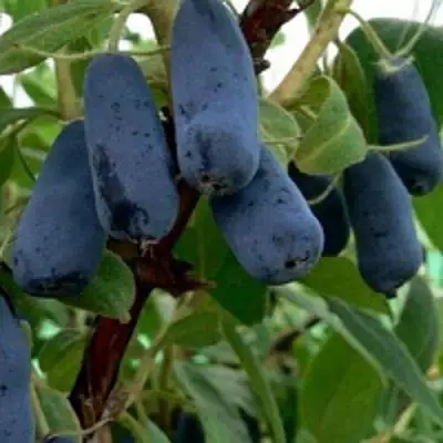 Жимолость съедобная ВОЛХОВА в Пинске