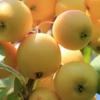 Яблоня УРАЛЬСКОЕ НАЛИВНОЕ в Пинске