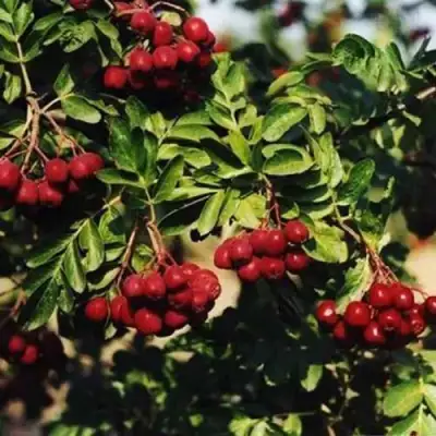 Рябина РУБИНОВАЯ сладкоплодная в Пинске