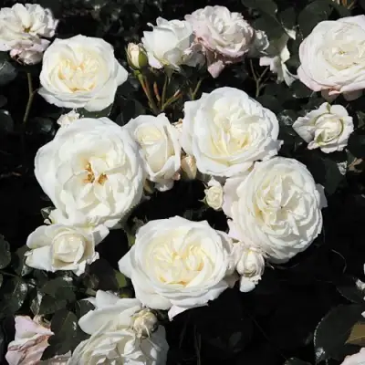 Роза АЛАБАСТЕР флорибунда в Пинске