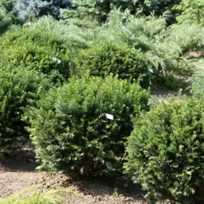 Тис НАНА остроконечный  в Пинске