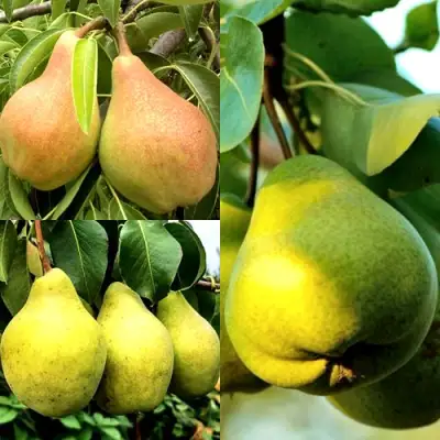 Комплект НАСТОЯЩИЙ ВОСТОРГ в Пинске