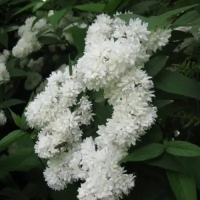 Дейция КАНДИДИССИМА шершавая в Пинске