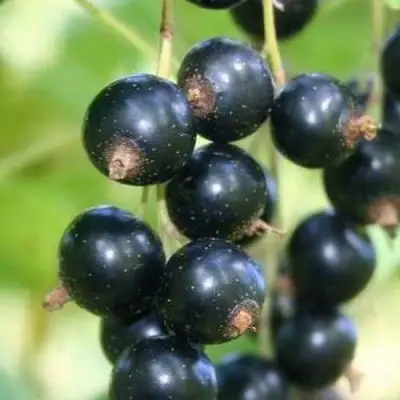 Смородина черная СТРЕЛЕЦ в Пинске