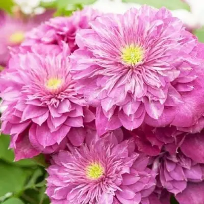 Клематис КАЙЗЕР в Пинске