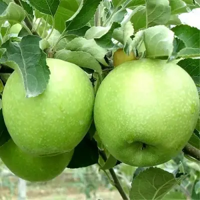 Яблоня РЕНЕТ СИМИРЕНКО в Пинске