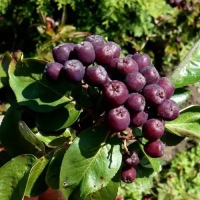 Рябина ЛИКЁРНАЯ сладкоплодная в Пинске