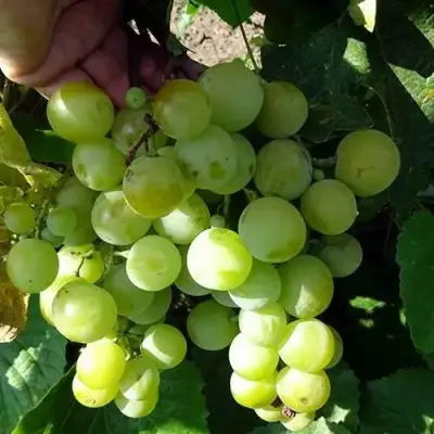 Виноград БАРС в Пинске