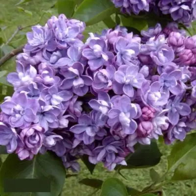 Сирень АМИ ШОТТ в Пинске