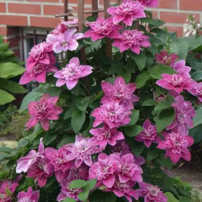 Клематис МАЙ ДАРЛИНГ  в Пинске