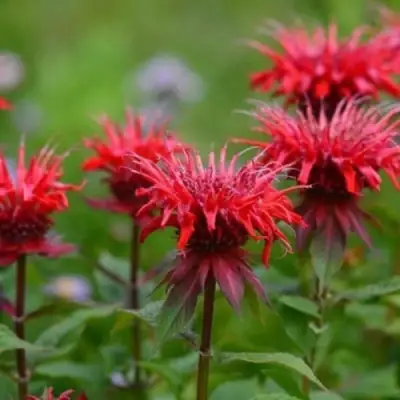 Монарда ПАНОРАМА РЕД в Пинске