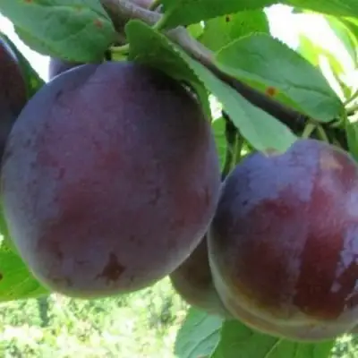 Слива СТАРТОВАЯ в Пинске