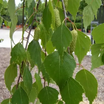 Береза ФАСЦИНЕЙШЕН белая  в Пинске