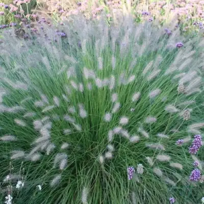 Пеннисетум ХАМЕЛН в Пинске