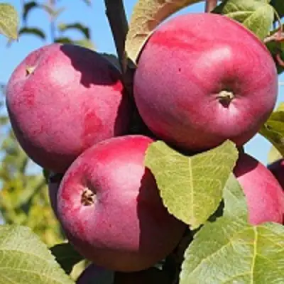 Яблоня ЗОРКА в Пинске