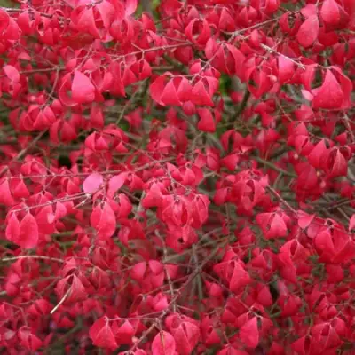 Бересклет КОМПАКТУС  в Пинске