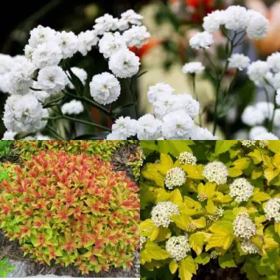 Комплект СОЛНЕЧНЫЙ МИКС в Пинске