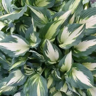 Хоста КРИСМАС КЭНДИ гибридная в Пинске