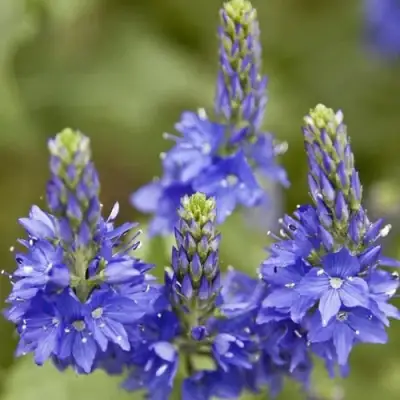 Вероника австрийская в Пинске