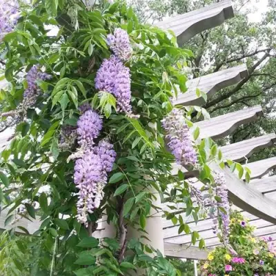 Глициния макростахия БЛЮ МУН в Пинске