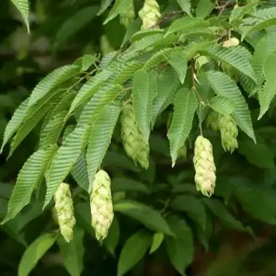 Граб японский в Пинске