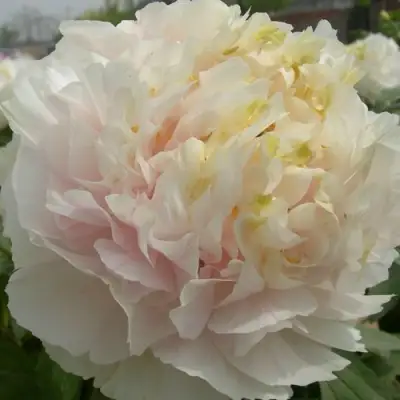 Пион ЗОЛОТОЙ ИЗУМРУД древовидный в Пинске