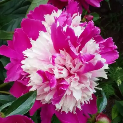 Пион КАПЛЯ РОСЫ травянистый в Пинске