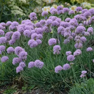 Лук ЛИЗА БЛЮ стареющий в Пинске