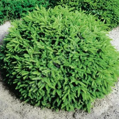 Ель НИДИФОРМИС обыкновенная в Пинске