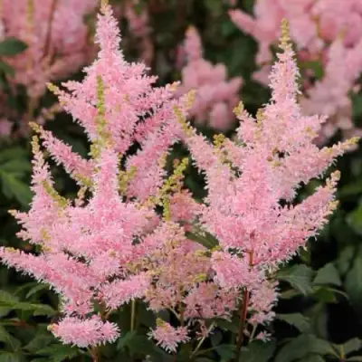 Астильба ЮНИК САЛМОН гибридная в Пинске