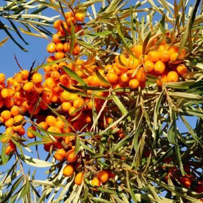 Облепиха ДАР МГУ в Пинске