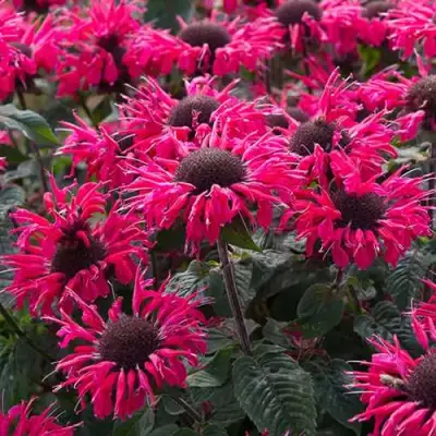 Монарда БИ МЭРИ гибридная в Пинске