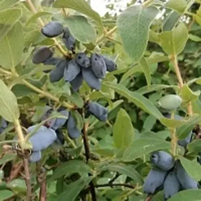 Жимолость съедобная НИМФА (ГАММА) в Пинске