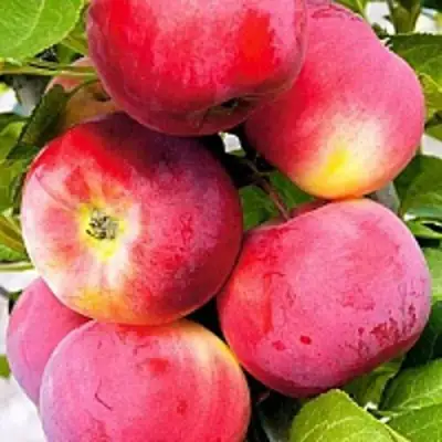 Яблоня СЕРЕБРЯНОЕ КОПЫТЦЕ в Пинске