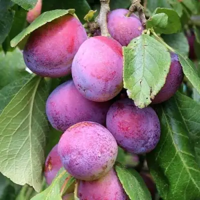 Слива БЛЮ СВИТ колонновидная в Пинске