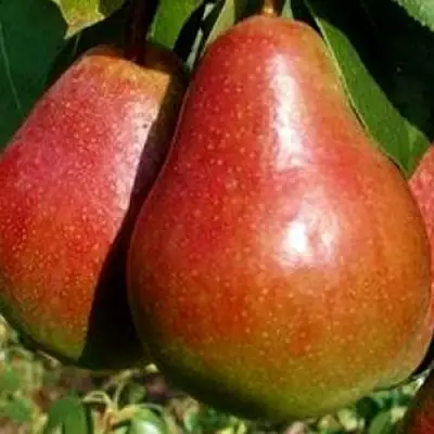 Груша ГЕРА в Пинске