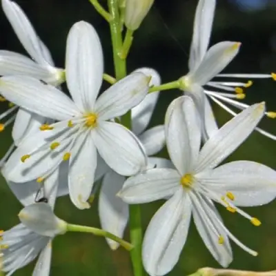 Венечник ветвистый в Пинске