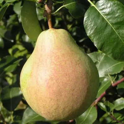 Груша ЛИРА в Пинске