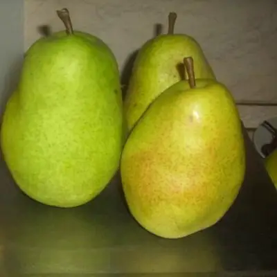 Груша БЕРЕ ЛЮКА в Пинске