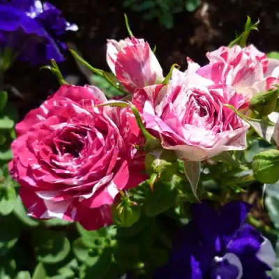 Роза ФЛЕШ ДАНС спрей в Пинске