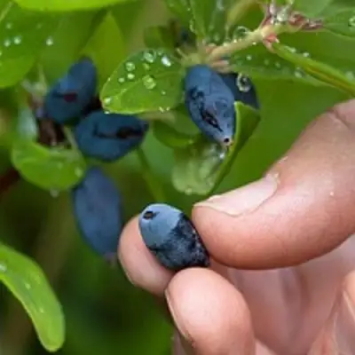 Жимолость съедобная АМФОРА в Пинске