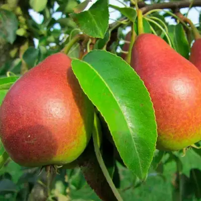 Груша ГЕРА в Пинске