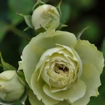 Роза ГРИН ДАЙМОНД миниатюрная в Пинске