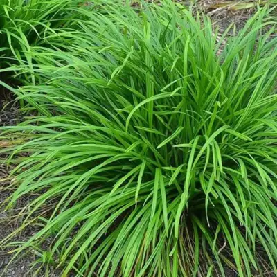 Осока АЙРИШ ГРИН в Пинске