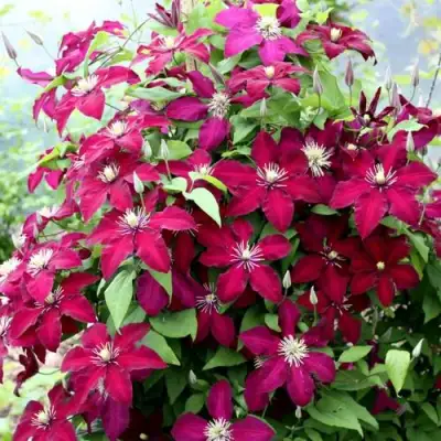 Клематис МАЗОВШЕ в Пинске