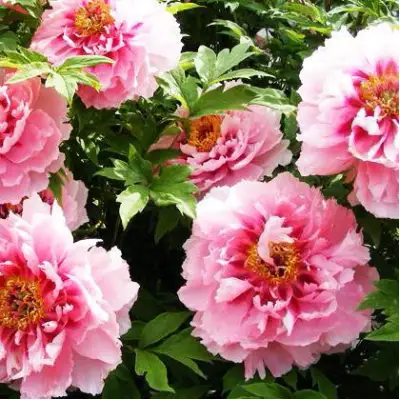 Пион СЕРЕБРИСТЫЙ РУЧЕЙ древовидный в Пинске