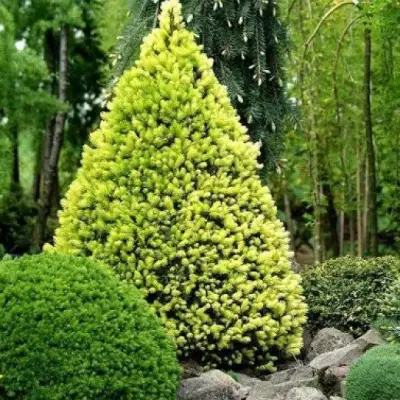 Ель РЕЙНБОУЗ ЭНД сизая в Пинске