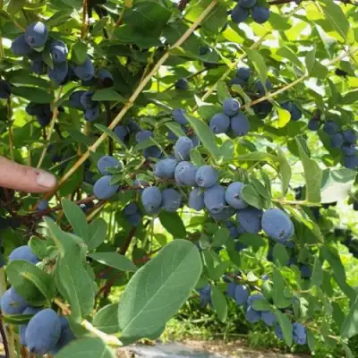 Жимолость съедобная КЛУБНИЧНАЯ СЕНСАЦИЯ в Пинске