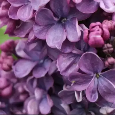 Сирень ВИОЛЕТТА в Пинске