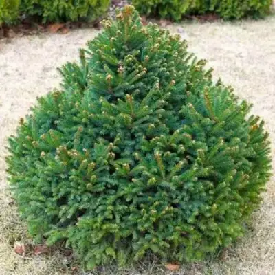 Ель БАРРИ обыкновенная в Пинске